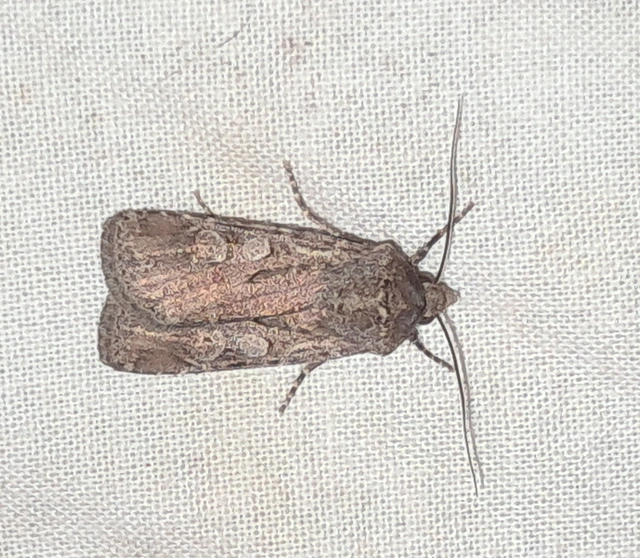 Euxoa tritici/nigrofusca/eruta