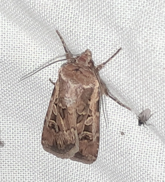 Euxoa tritici/nigrofusca/eruta