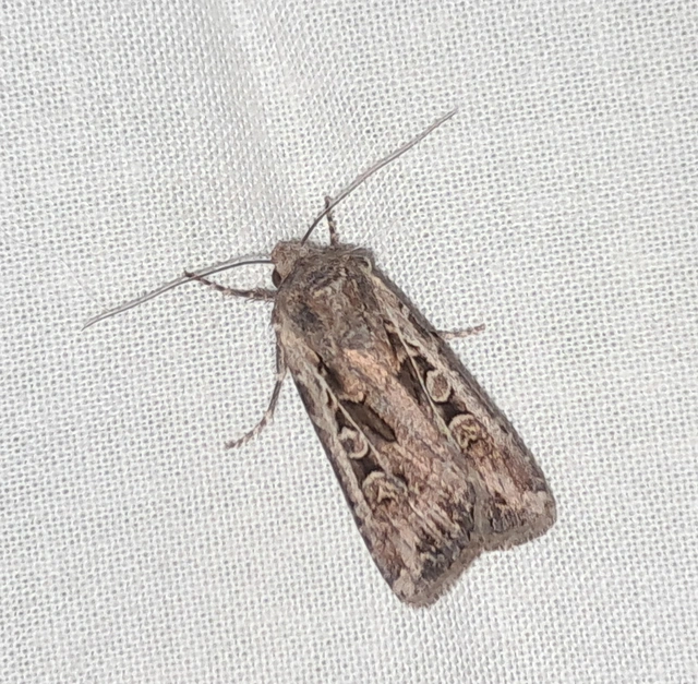 Euxoa tritici/nigrofusca/eruta