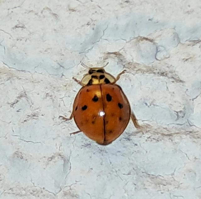 Harmonia axyridis - harlekinkatica