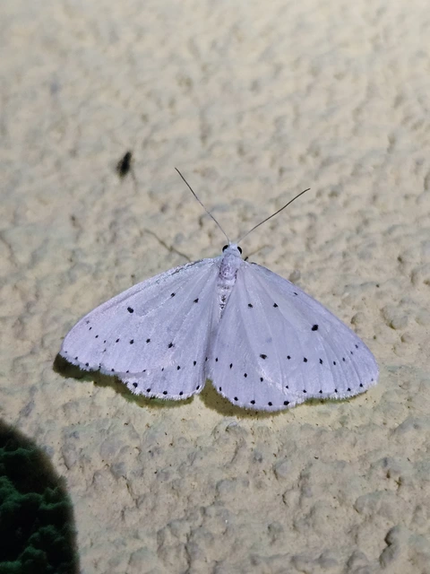 Orthostixis cribraria - pettyes fehéraraszoló