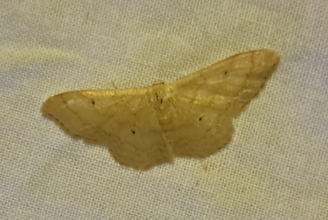Idaea straminata - szalmasárga sávosaraszoló