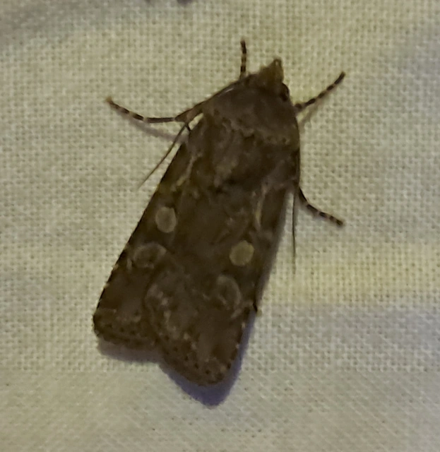 Euxoa tritici/nigrofusca/eruta