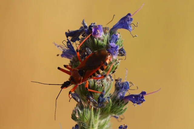 Rhynocoris iracundus - közönséges gyilkospoloska