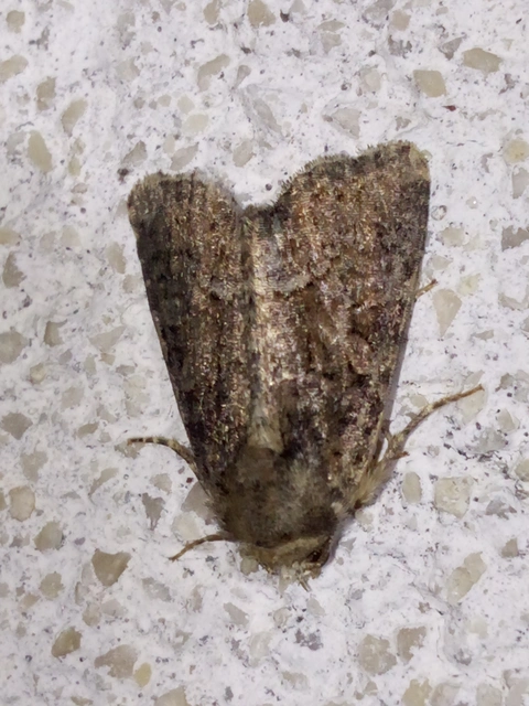 Oligia strigilis/latruncula/versicolor