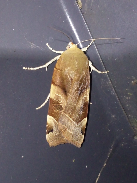 Noctua fimbriata - szélessávú sárgafűbagoly
