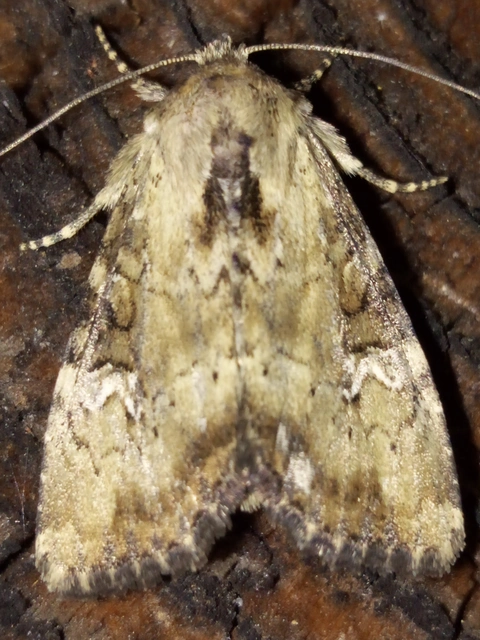 Loscopia scolopacina - csinos dudvabagoly