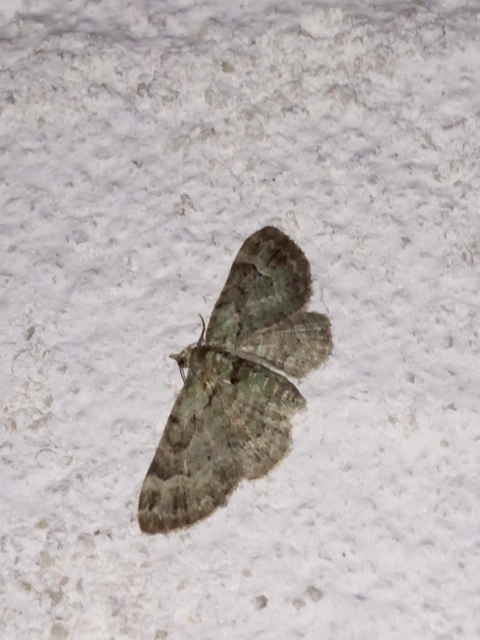 Pasiphila rectangulata - almavirág-araszoló