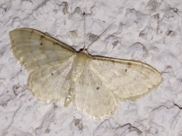Idaea fuscovenosa - szürkeszélű apróaraszoló