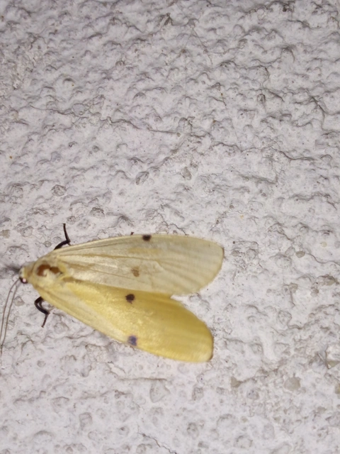 Lithosia quadra - négypettyes zuzmószövő