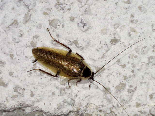 Blattodea - Csótányok
