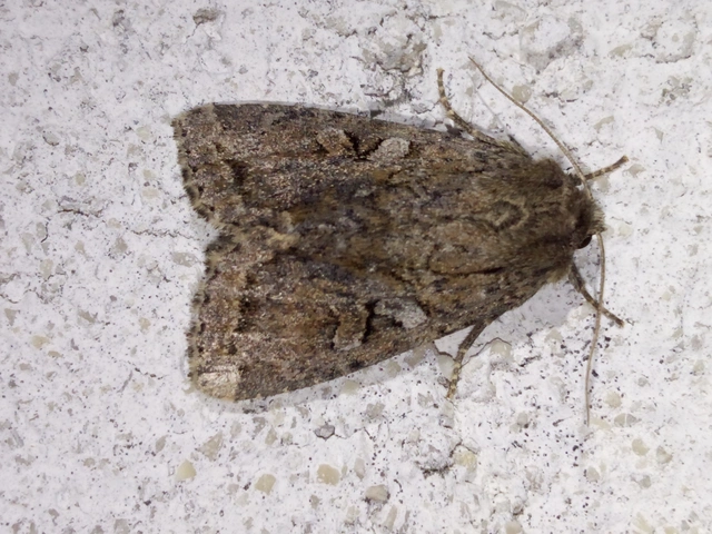 Apterogenum ypsillon - ipszilon-erdeibagoly