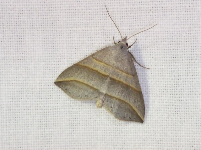 Colobochyla salicalis - háromsávos törpebagoly
