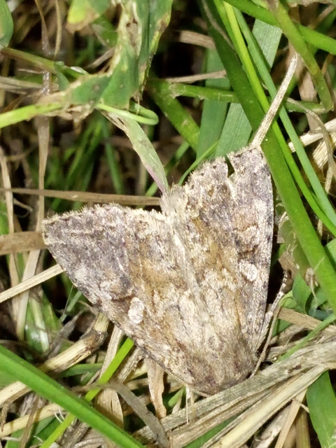 Apterogenum ypsillon - ipszilon-erdeibagoly