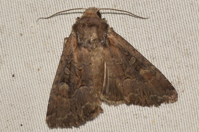 Lacanobia amurensis - homoki kertibagoly