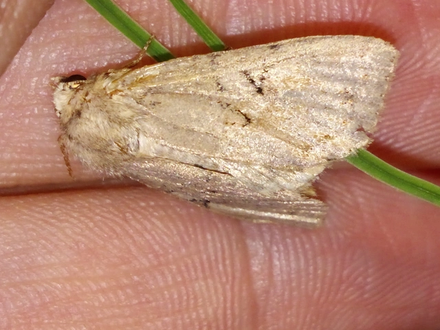 Apterogenum ypsillon - ipszilon-erdeibagoly