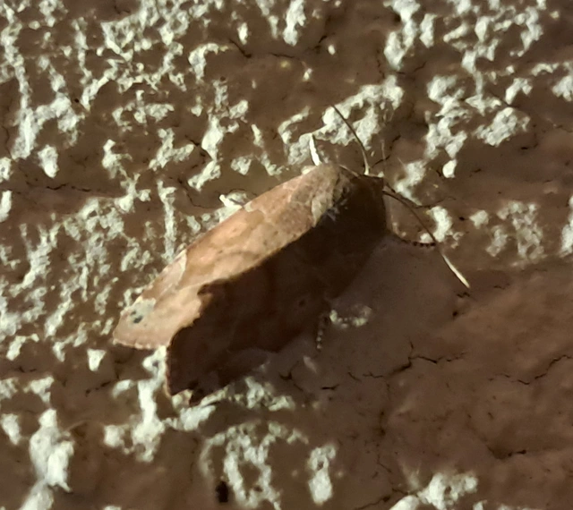 Cosmia affinis - barna lombbagoly