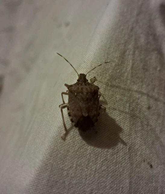 Halyomorpha halys - ázsiai márványospoloska