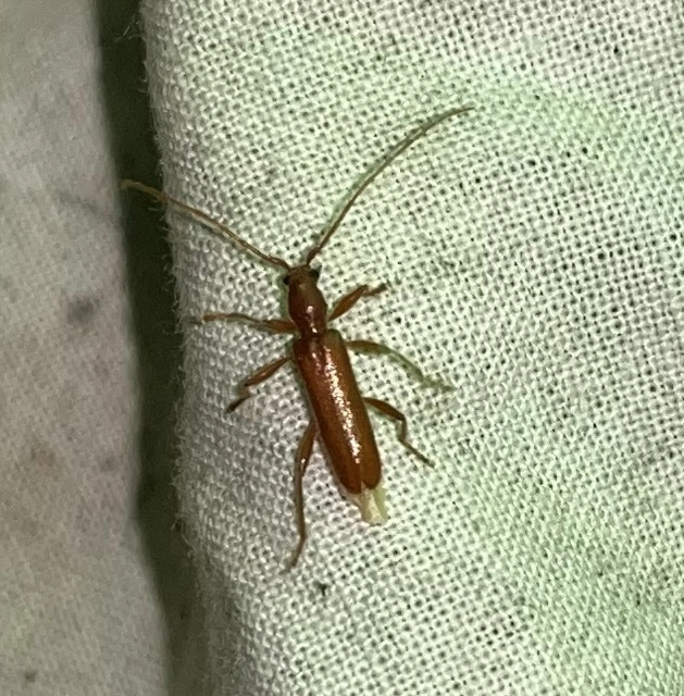 Axinopalpis gracilis - kecses selymescincér