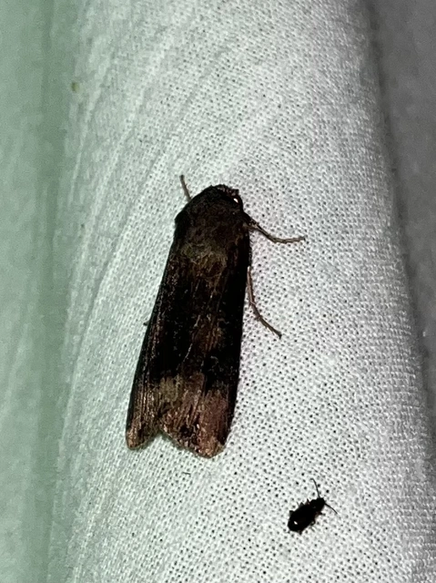 Agrotis ipsilon - nagy földibagoly