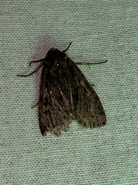 Apterogenum ypsillon - ipszilon-erdeibagoly