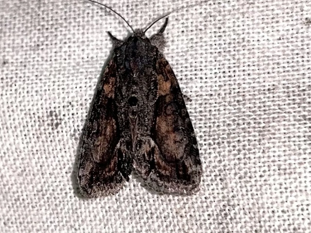 Bryophila raptricula/felina