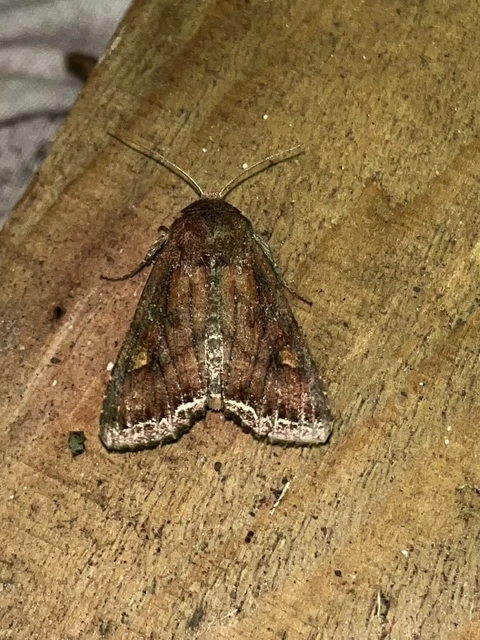 Lacanobia oleracea - saláta-kertibagoly