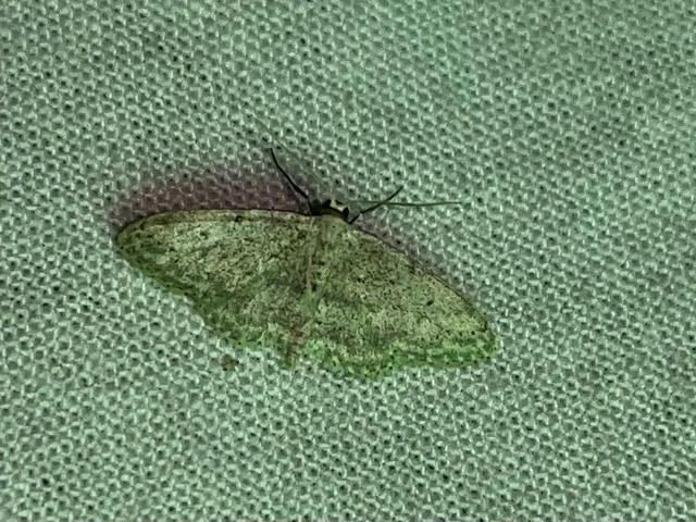 Idaea seriata - szürke apróaraszoló