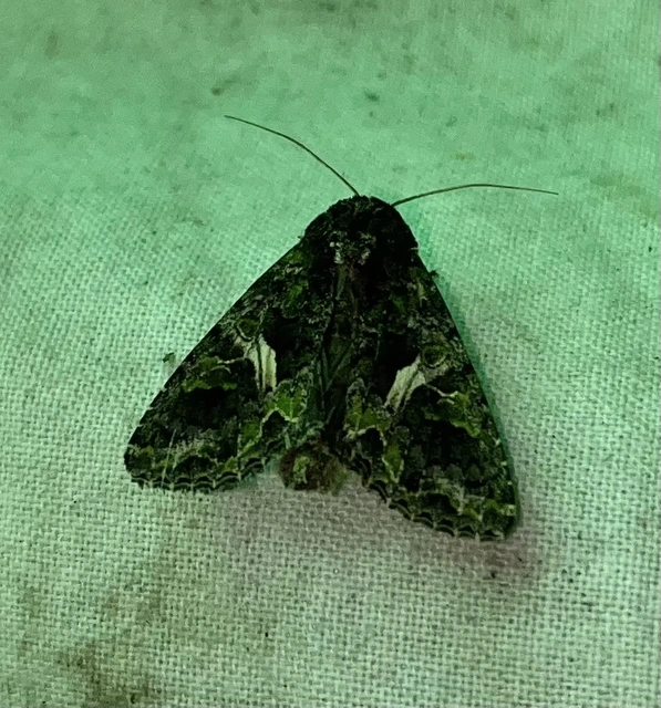 Trachea atriplicis - nyári zöldbagoly