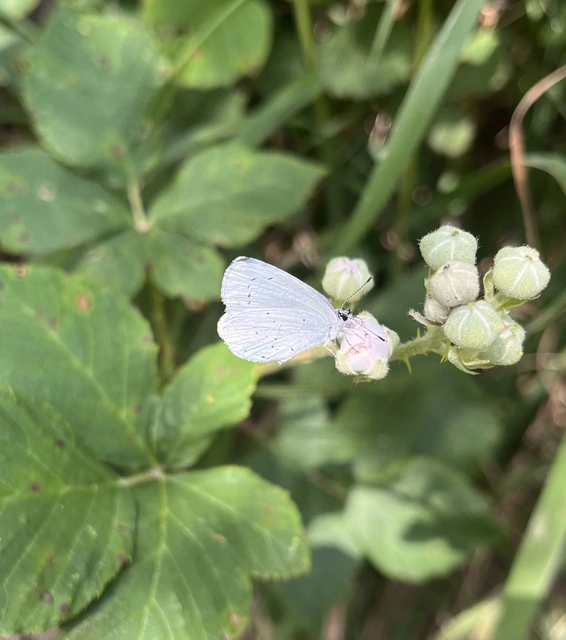 Celastrina argiolus - bengeboglárka