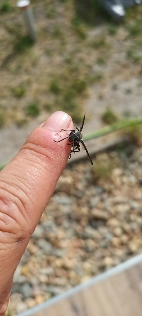 Isodontia mexicana - mexikói fűdarázs