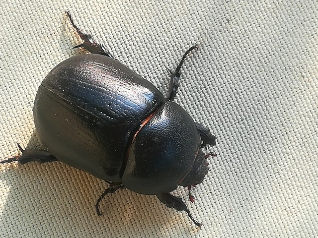 Pentodon idiota - butabogár