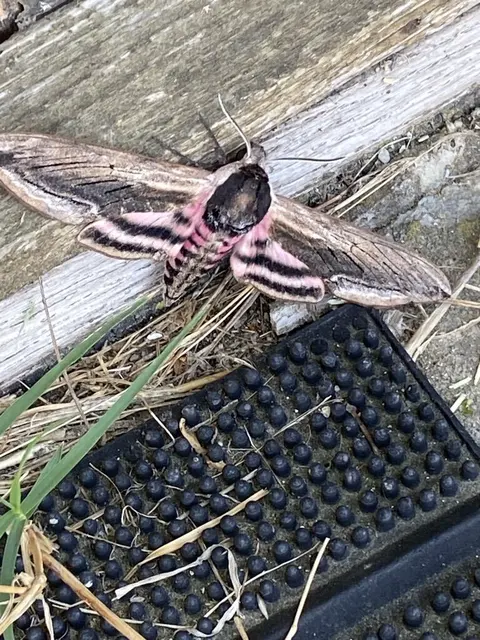 Sphinx ligustri - fagyalszender