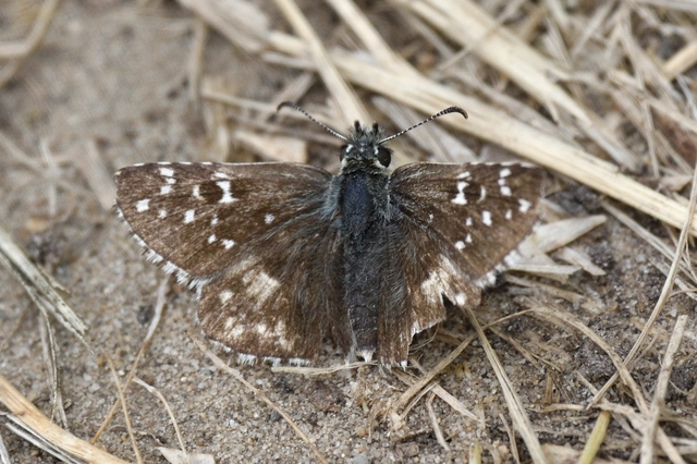 Pyrgus armoricanus - feles busalepke