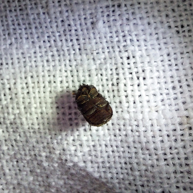 Aesalus scarabaeoides - szőrös szarvasbogár