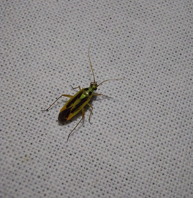 Stenotus binotatus - kétfoltos mezeipoloska