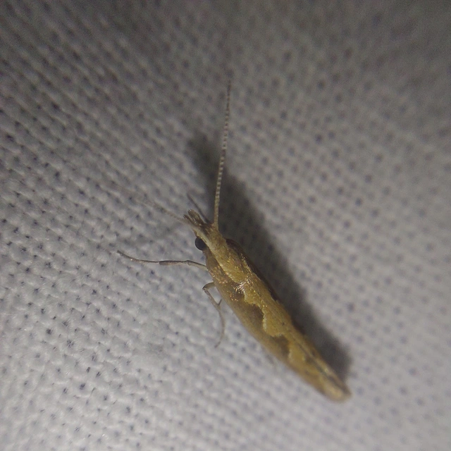 Plutella xylostella - káposztamoly
