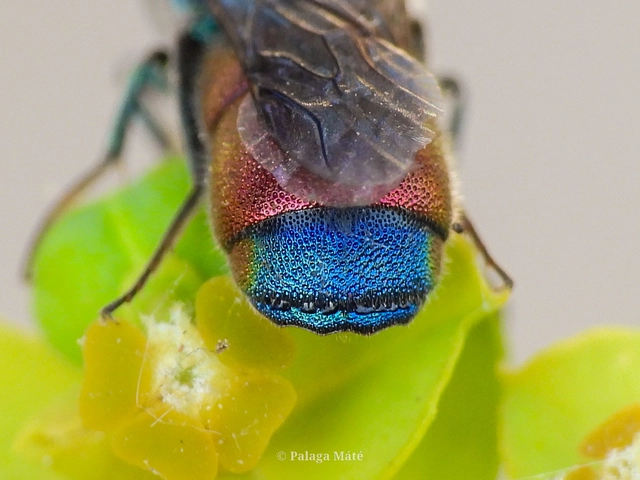 Chrysis chrysostigma