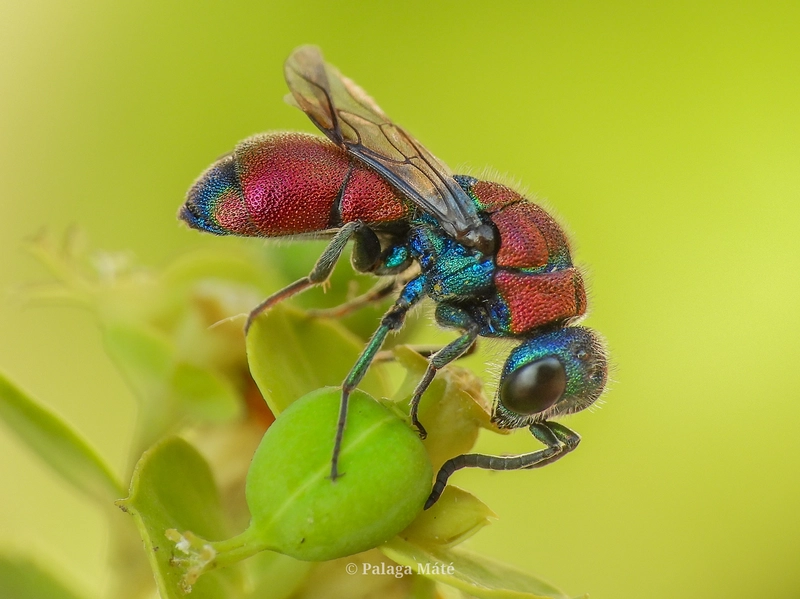 Chrysis chrysostigma