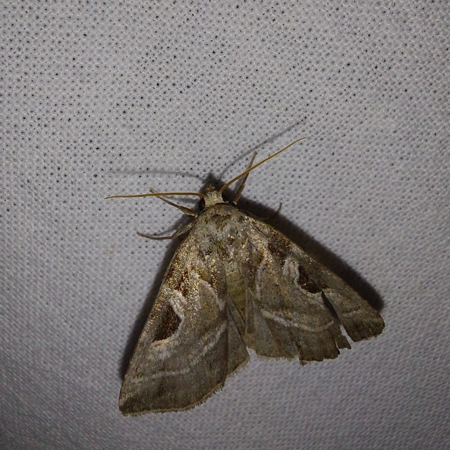 Eucarta virgo - mocsári ametisztbagoly