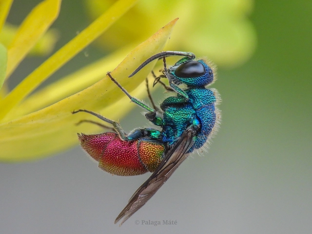 Chrysis inaequalis