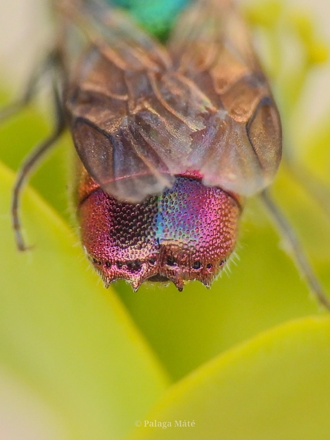 Chrysis ignita