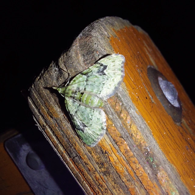 Chloroclystis v-ata - zöldes törpearaszoló