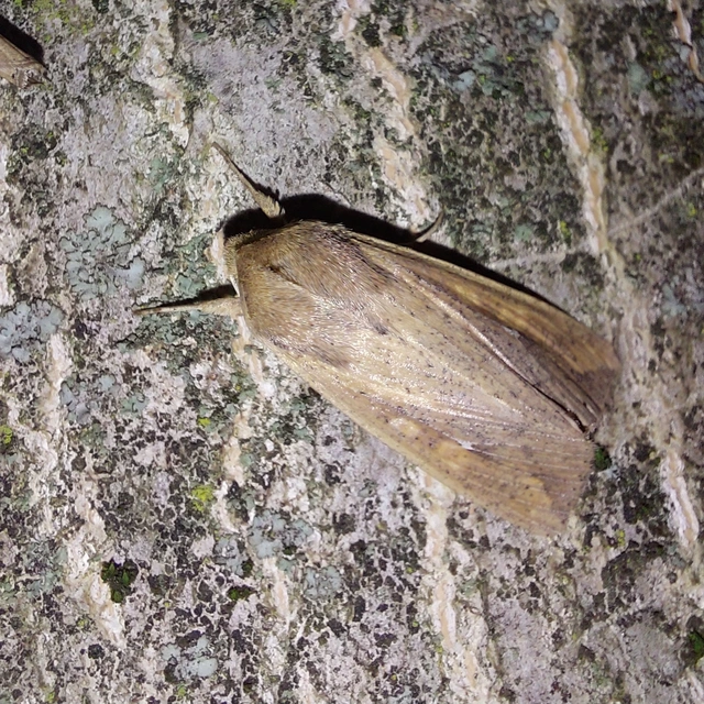 Mythimna unipuncta - hordabagoly