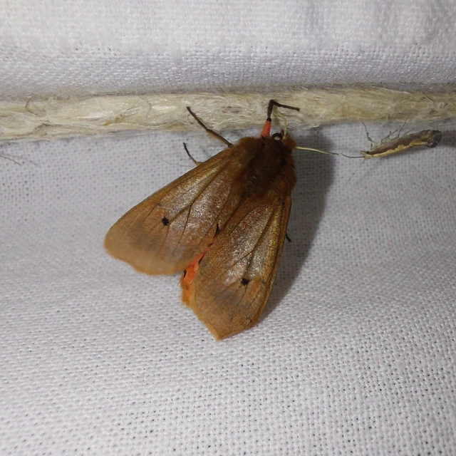 Phragmatobia fuliginosa - füstös medvelepke