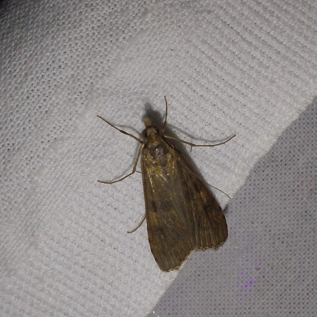 Nomophila noctuella - közönséges vándormoly