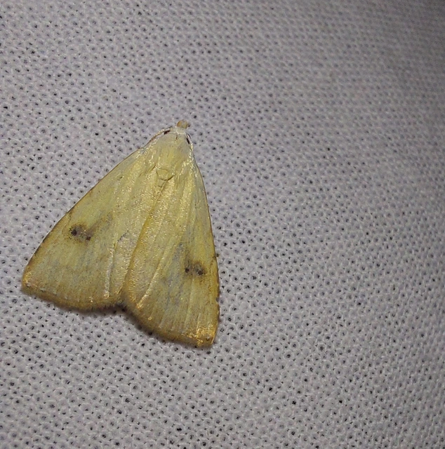 Rivula sericealis - selymes lórombagoly
