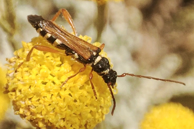Stenopterus flavicornis - sárgacsápú keskenyfedőscincér