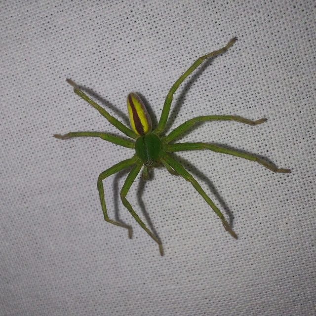 Micrommata virescens - hunyópók