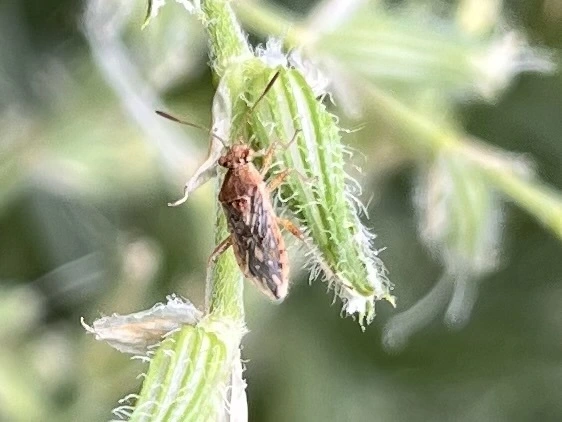 Rhopalidae - üvegpoloskák